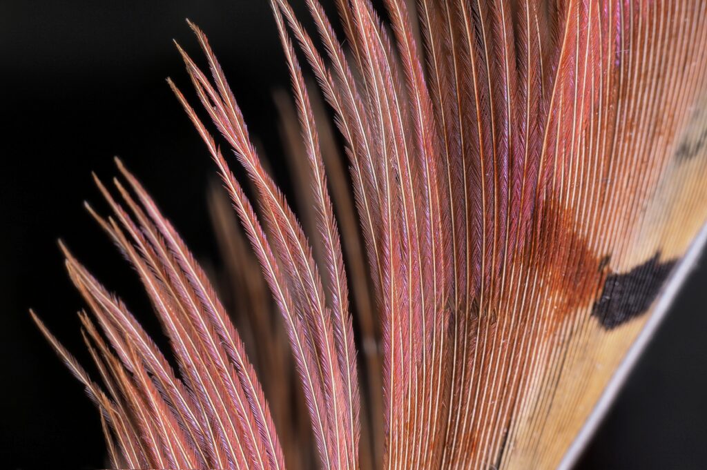  Michał Piotrowski "Piórko"